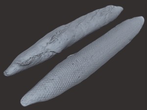 baguette 3D Модель