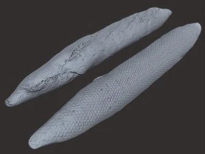 baguette 3D Model