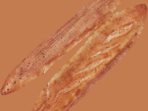 baguette 3D Модель