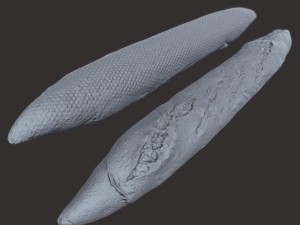 baguette 3D Модель