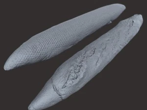 baguette 3D Model