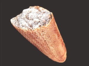 baguette cut 3Dモデル