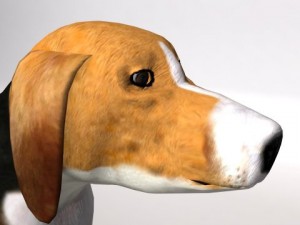 beagle 3D Model