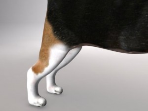 beagle 3D Model
