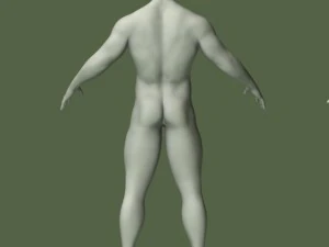 male human anatomy high poly 3D Model