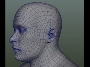 male human anatomy high poly 3D 모델