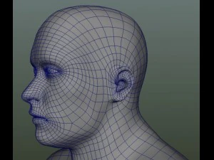 male human anatomy high poly 3D Model