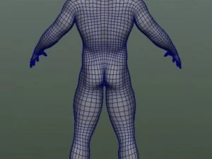 male human anatomy high poly 3D Model