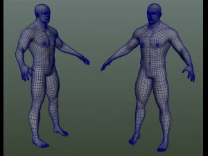 male human anatomy high poly 3D Model