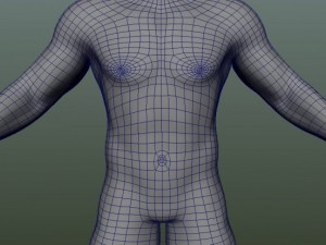 male human anatomy high poly 3D 모델