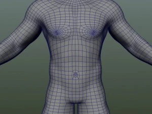 male human anatomy high poly 3D Model