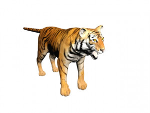 tiger Modèle 3D