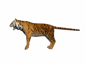 tiger Modèle 3D