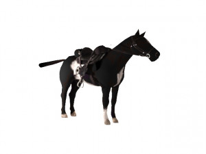 horse 3D 모델