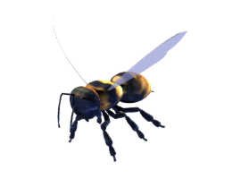 bee 3D मॉडल .c4d .max .obj .3ds .fbx .stl .blend 