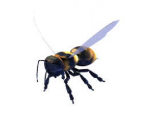 bee Modèle 3D