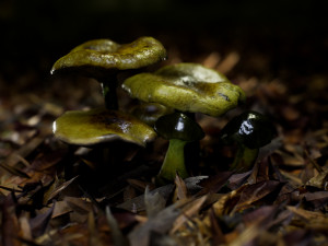 mushroom pack 1 Model 3D