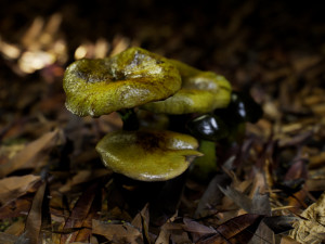 mushroom pack 1 Model 3D