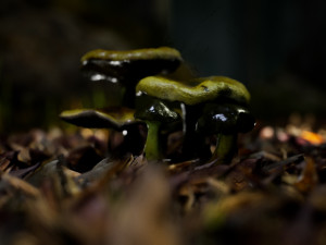 mushroom pack 1 Model 3D