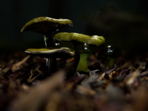 mushroom pack 1 Model 3D