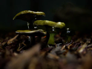 mushroom pack 1 3D Model