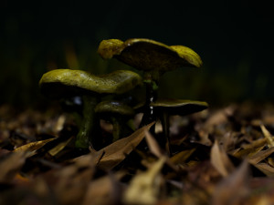 mushroom pack 1 Model 3D