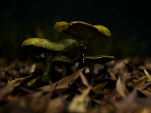 mushroom pack 1 3D Model