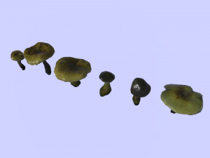 mushroom pack 1 Model 3D