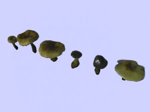 mushroom pack 1 3D Model