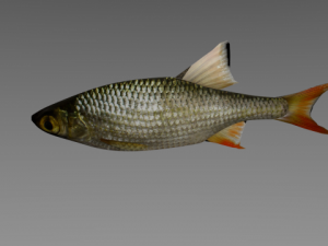 fish rudd 3D Model