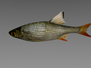 fish rudd Model 3D