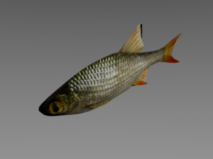 fish rudd Model 3D