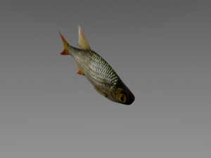 fish rudd Model 3D