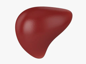 liver 3D Model