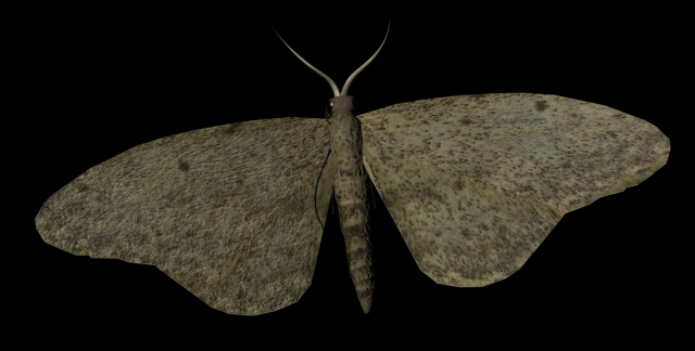 moth insect 3D Model .c4d .max .obj .3ds .fbx .stl .blend