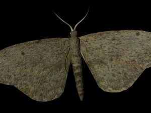 moth insect 3D मॉडल