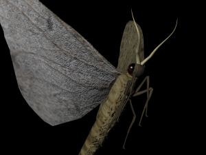 moth insect 3D Model