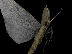 moth insect 3D Model