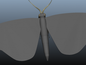 moth insect 3D Model