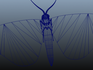 moth insect 3D Model