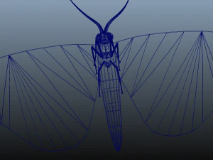 moth insect 3D Model