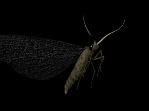 moth insect 3D Model