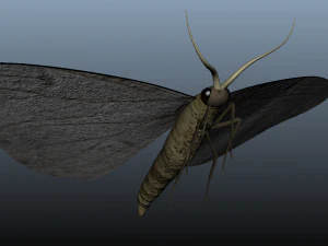 moth insect 3D Model