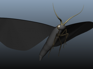 moth insect 3D Model
