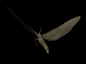 moth insect 3D Model