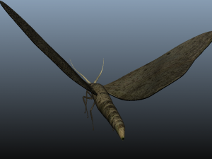 moth insect 3D Model