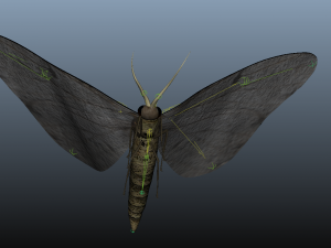 moth insect 3D Model