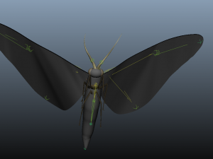 moth insect 3D Model