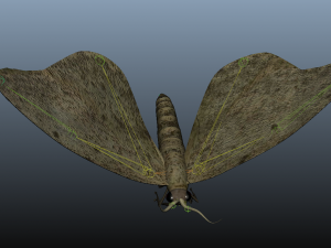 moth insect 3D Model