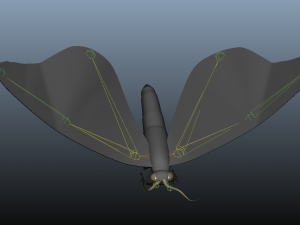 moth insect 3D Model